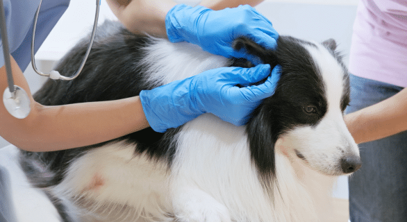 Hygiène des oreilles du chien et du chat