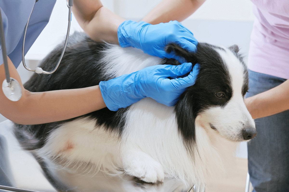 Hygiène des oreilles du chien et du chat