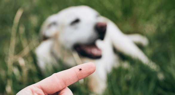 La piroplasmose canine