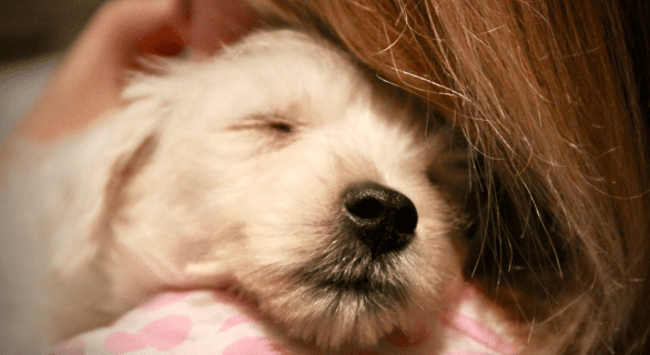 préparer l'arrivée d'un chiot