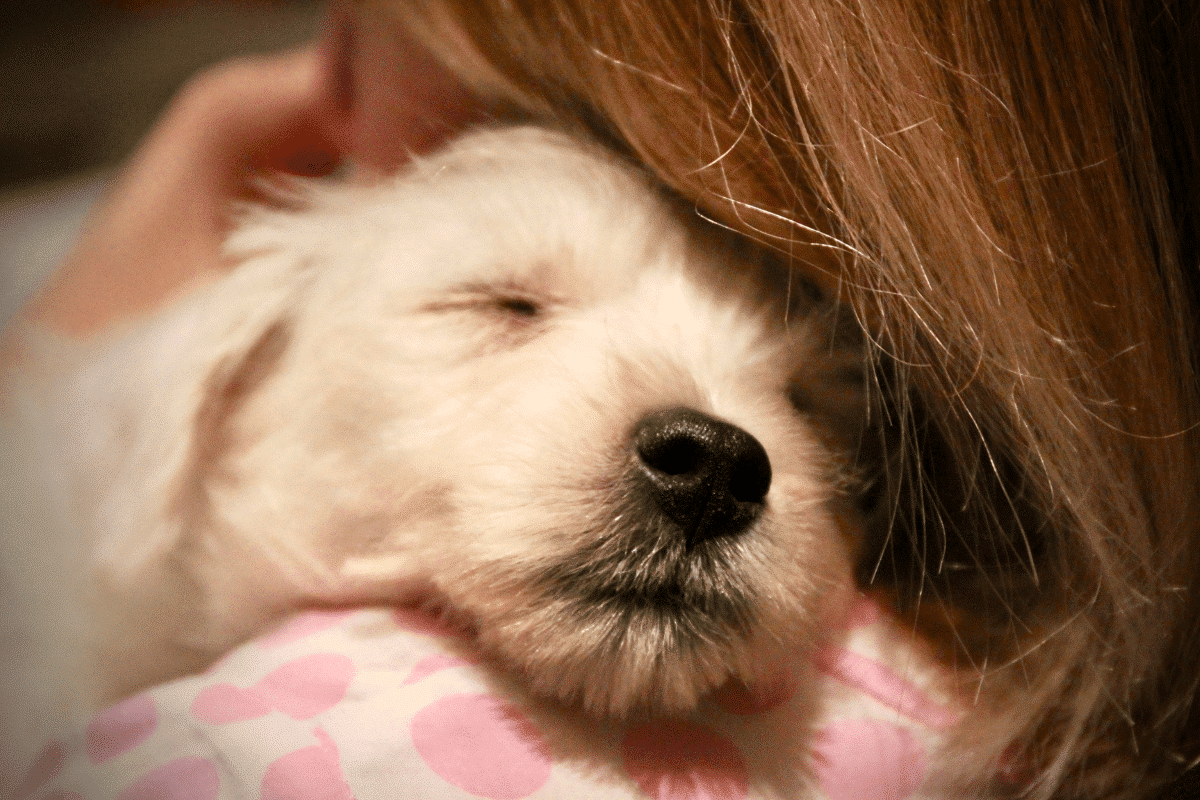 préparer l'arrivée d'un chiot