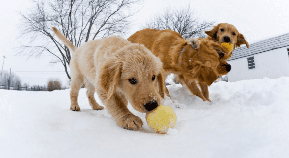 Chiens: comment les protéger du froid ?