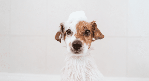 quel âge peut-on laver son chiot
