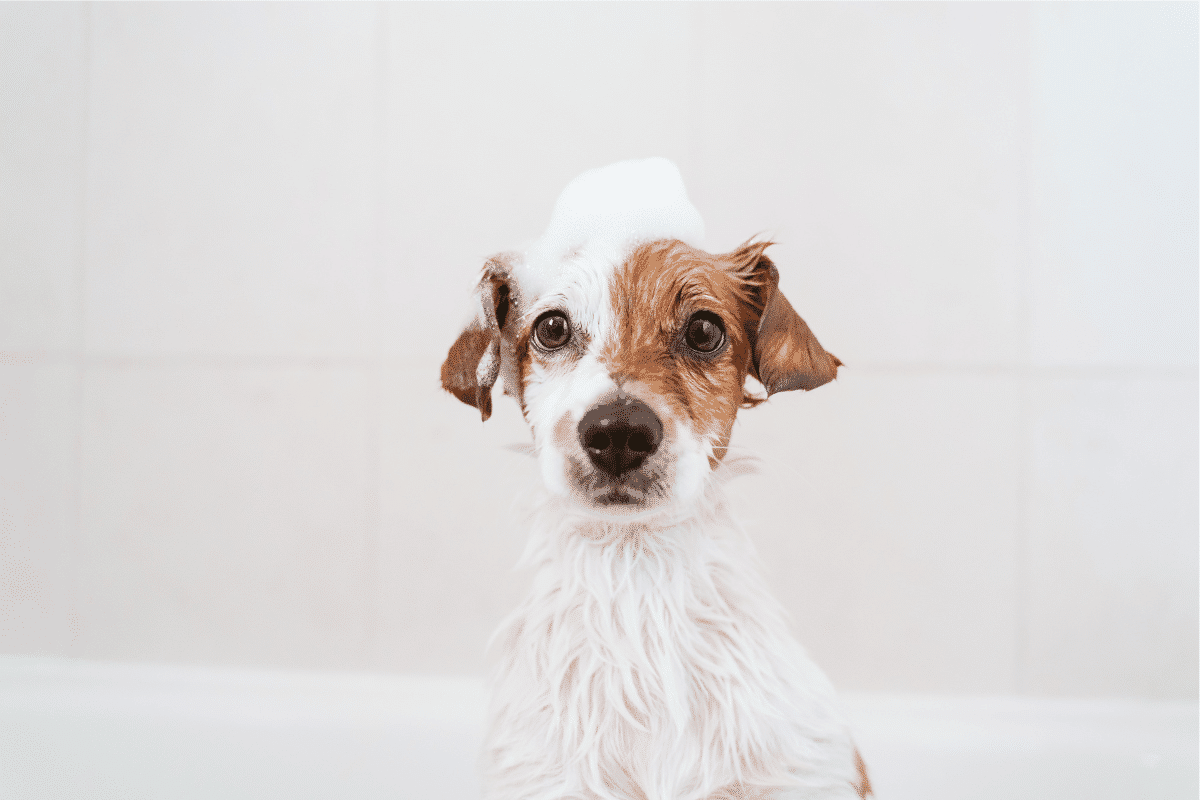quel âge peut-on laver son chiot