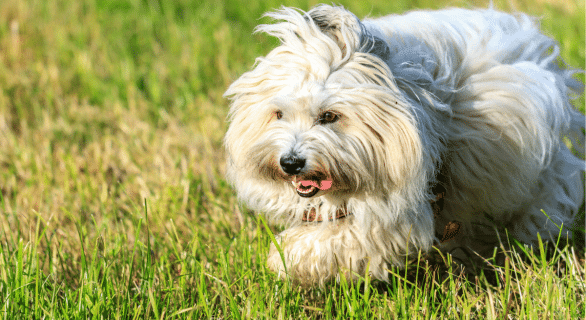 chien coton de tulear