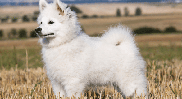 Race chien spitz Allemand
