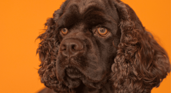Le cocker Americain : découvrez ce chien trop sympa !