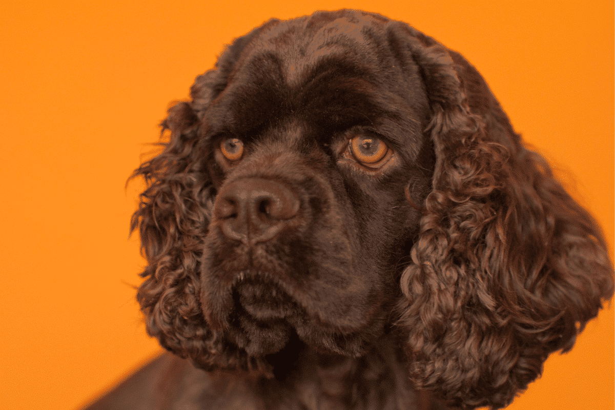 Le cocker Americain : découvrez ce chien trop sympa !