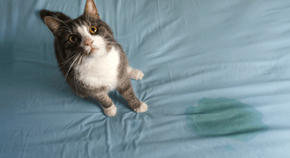 5 signes à connaitre pour dépister les infection des urinaires chez les chats