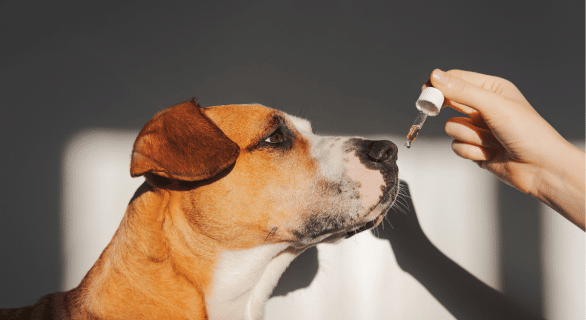 Tout savoir sur le CBD pour vos chiens et chats