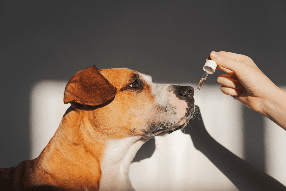 Tout savoir sur le CBD pour vos chiens et chats