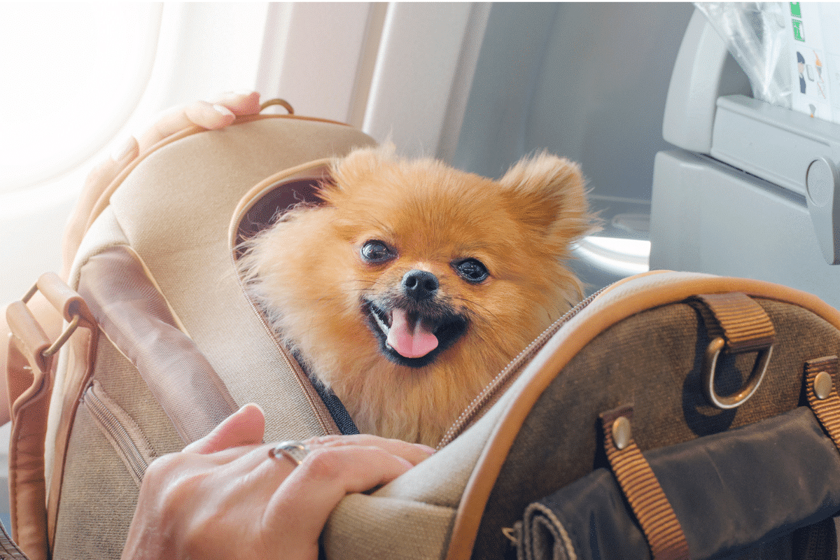 Comment voyager correctement en train avec son chien ?