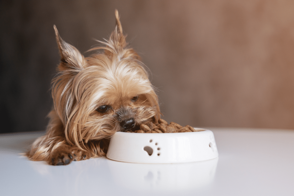 10 aliments toxiques chien