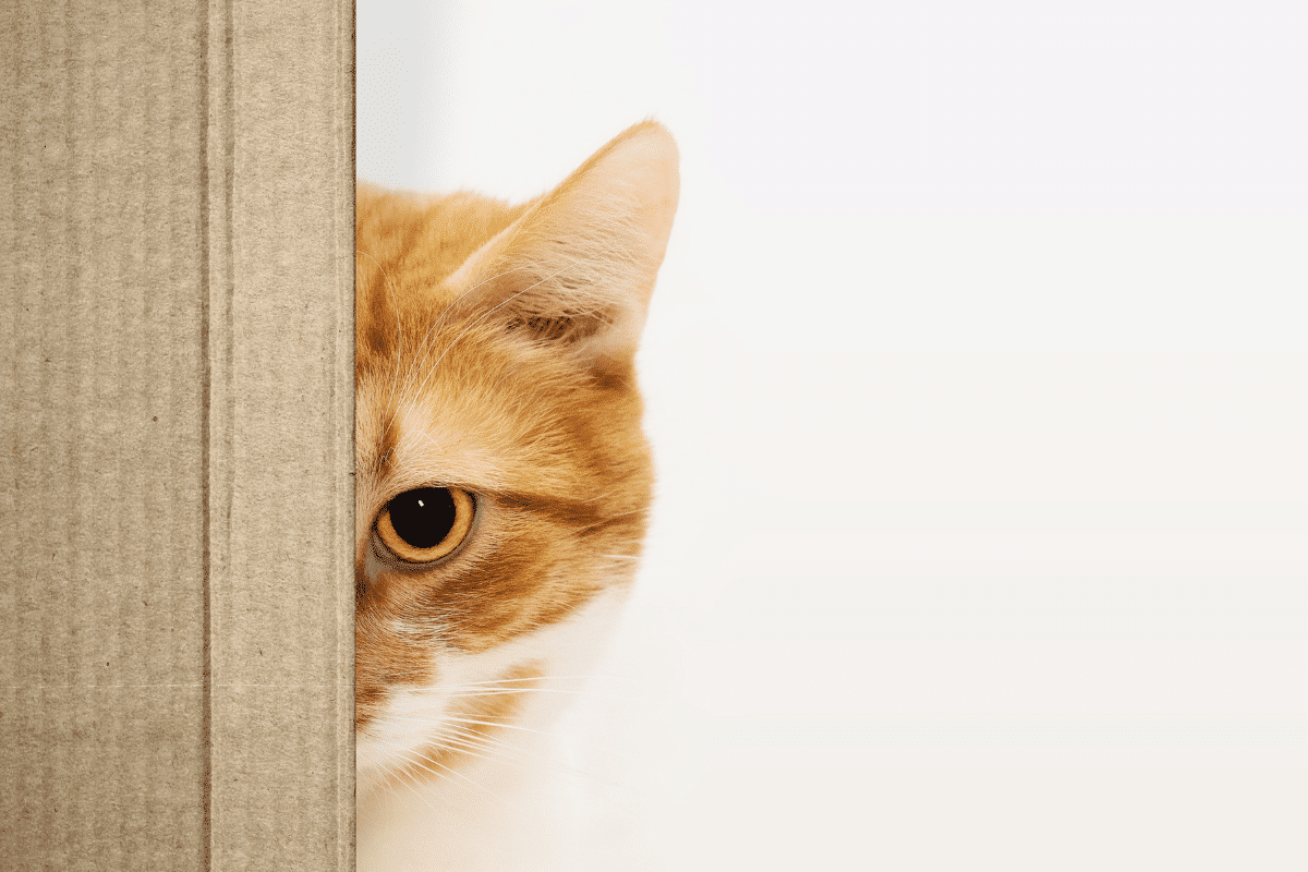 10 aliments toxiques pour les chats