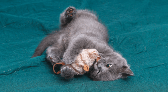 5 activités amusantes pour votre chat