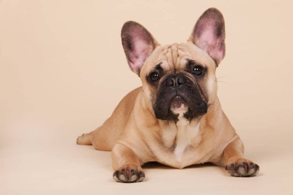 
Tout savoir sur le bouledogue français