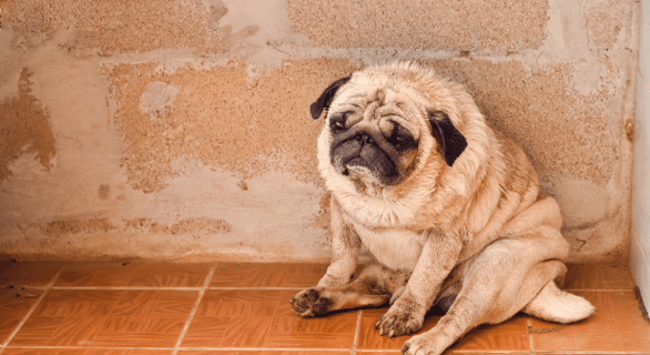 Maladie de Cushing chez le chien : comprendre cette affection endocrinienne