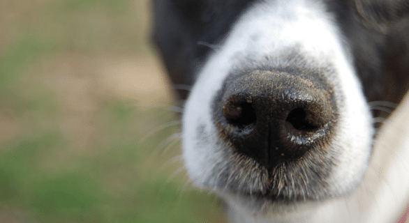 Maladie de Carré chez le chien : Comment la reconnaître et agir ?