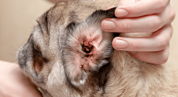 Comprendre les Maladies de l'Oreille chez le Chien : Causes, Symptômes et Traitements