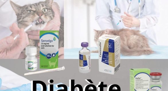 Diabete-felin-senvelgo-nouveau-traitement-oral