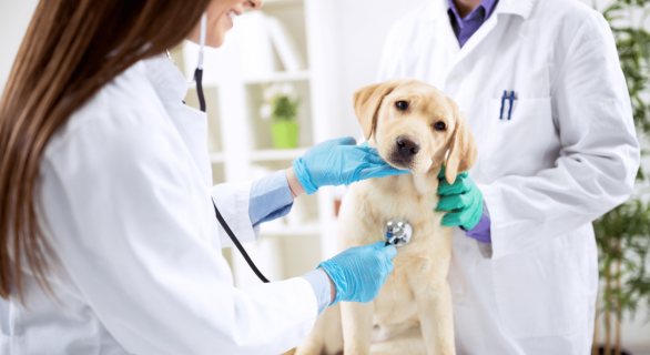 La première visite d'un chiot chez le vétérinaire