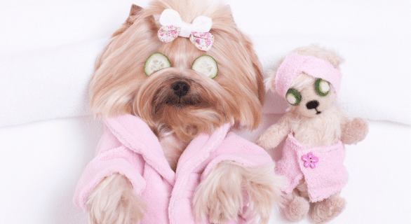 Le top des activités bien-être pour un chien