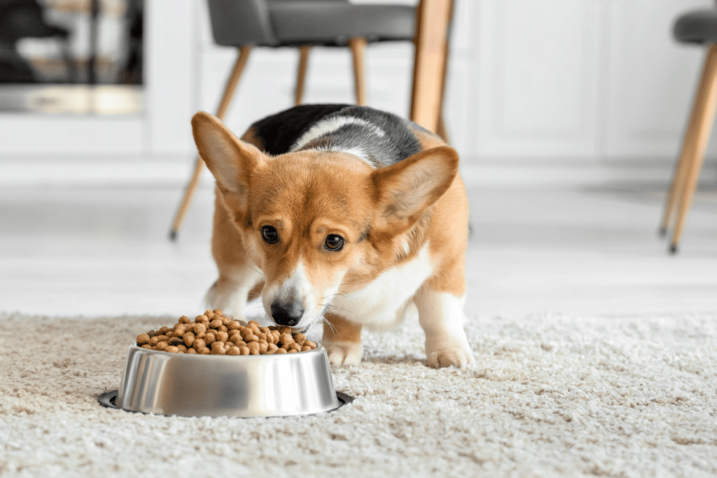 alimentation-chien-avec-pathologie Quel alimentation pour un chien avec pathologie ?
