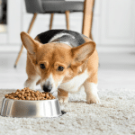 Quel alimentation pour un chien senior avec pathologie ?