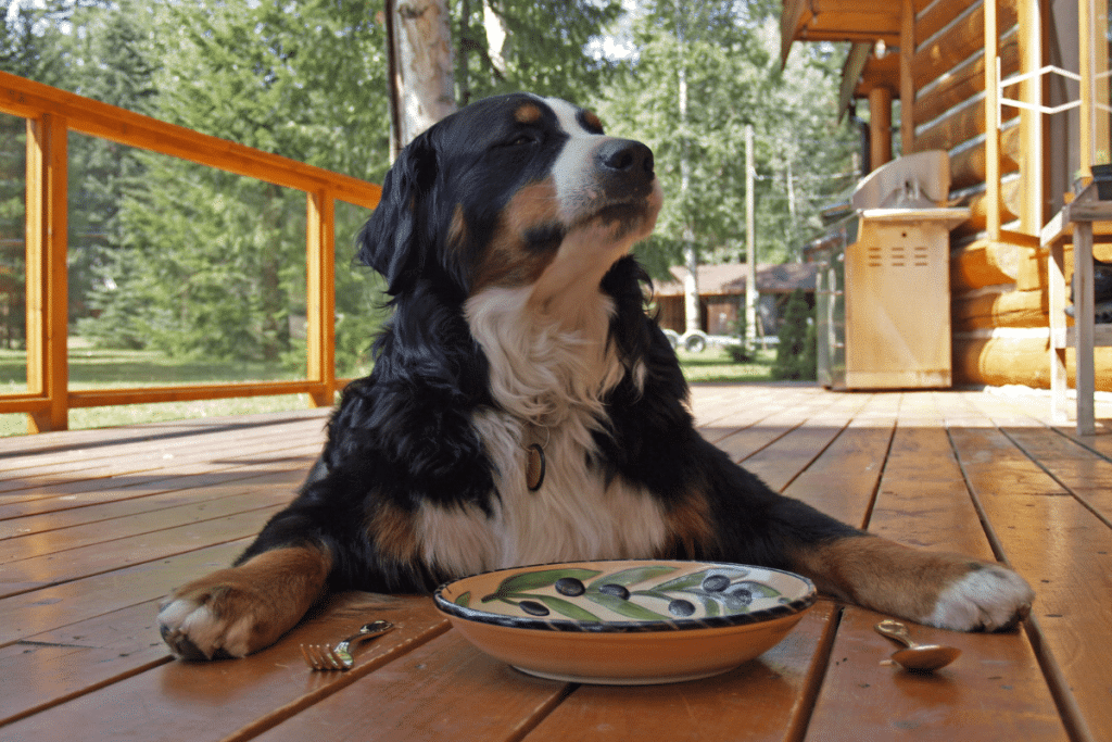 alimentation-du-chien Alimentation du chien les notions de base