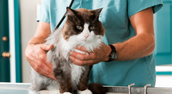 L’asthme chez les chats