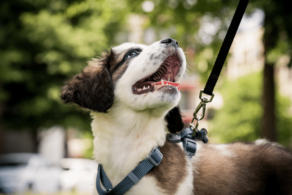 balader-son-chien-sans-laisse J'ai peur de lâcher mon chien en balade
