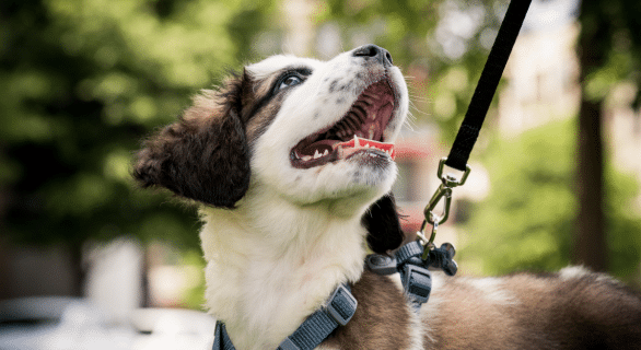 J'ai peur de lâcher mon chien en balade