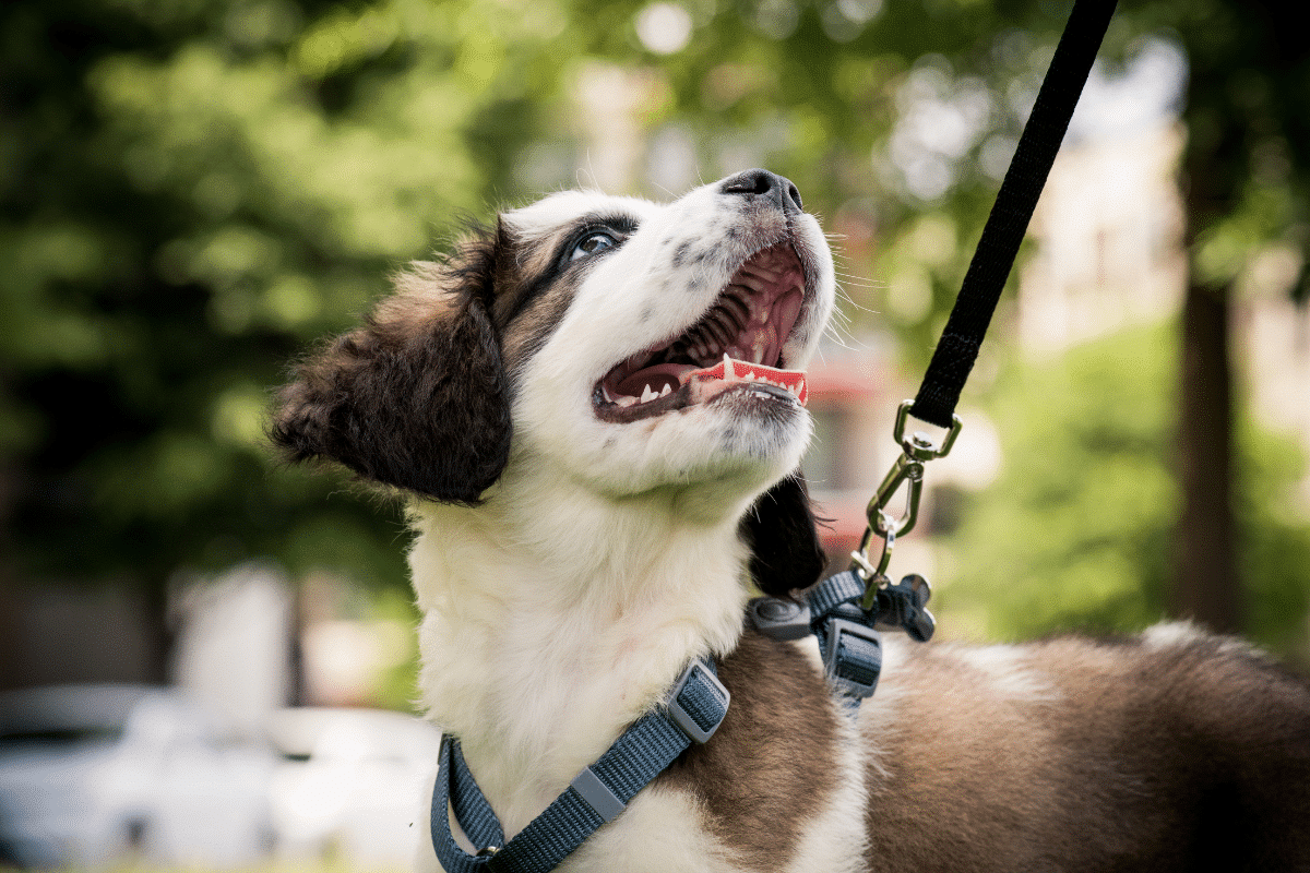 J'ai peur de lâcher mon chien en balade