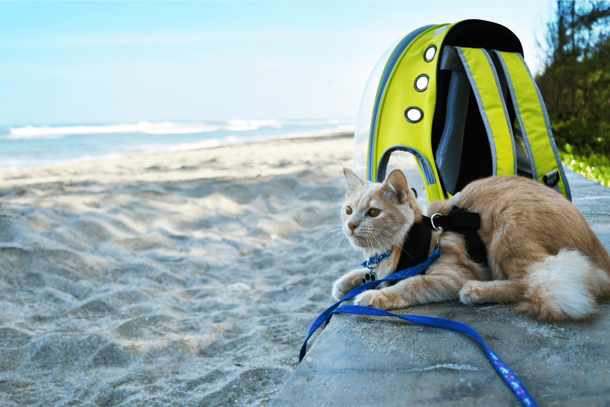8 conseils pour voyager avec son chat