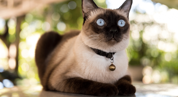 Guide sur le chat Siamois
