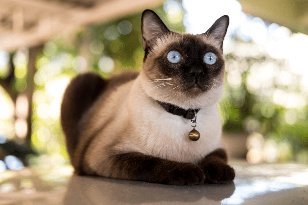 Guide sur le chat Siamois