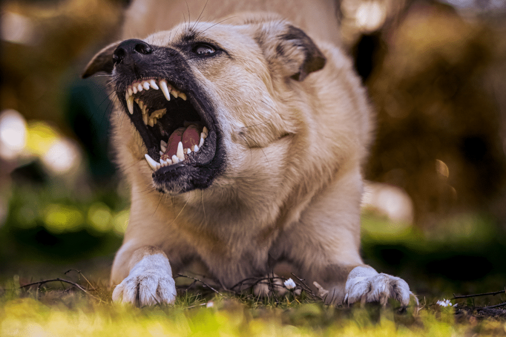 Chien Agressif, comment réagir ?