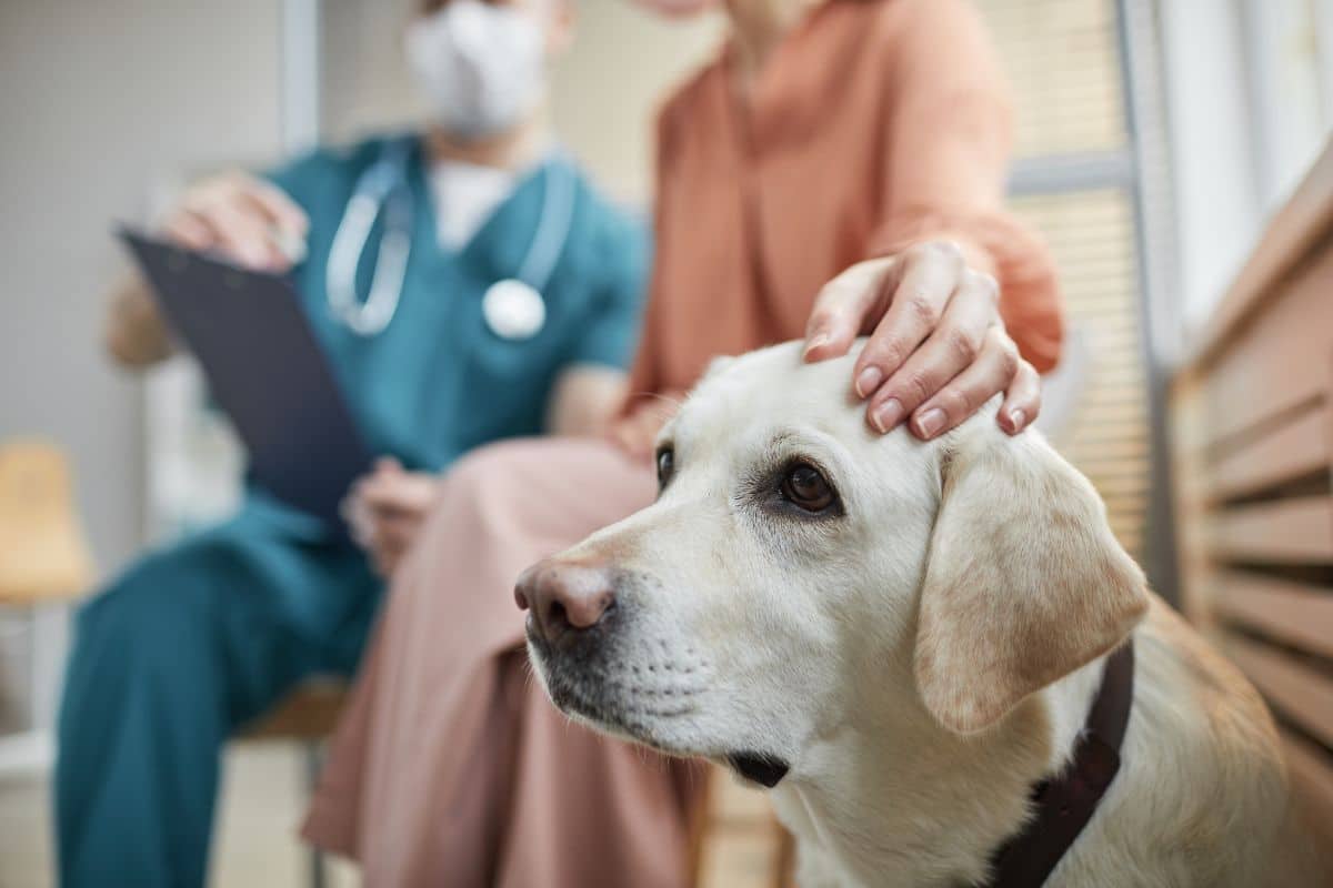 Solame accompagne la fin de vie des chiens et des chats