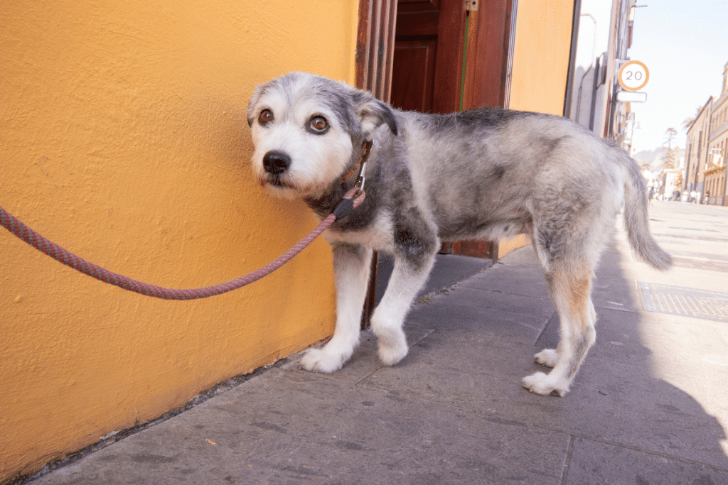 Mon chien est peureux, quoi faire ?