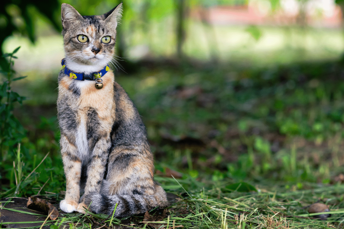 Colliers ou harnais pour un chat ?