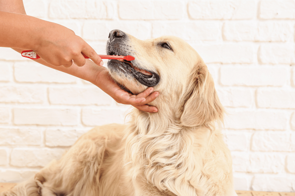 Comment nettoyer les dents de son chien ?