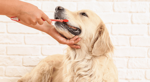Comment nettoyer les dents de son chien ?