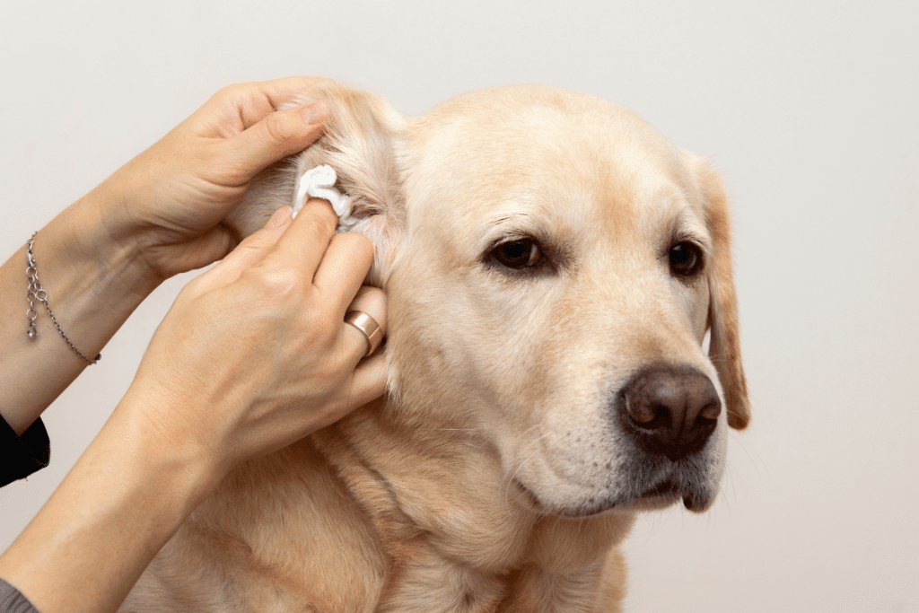 Comment nettoyer les oreilles de son chien ?