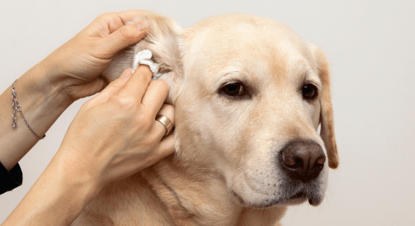 Comment nettoyer les oreilles de son chien ?