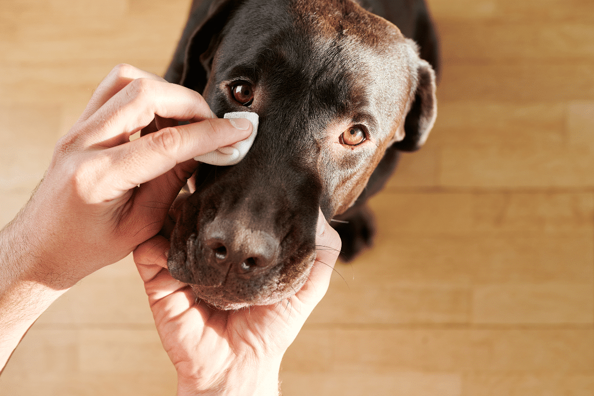 Comment nettoyer les yeux de son chien ?