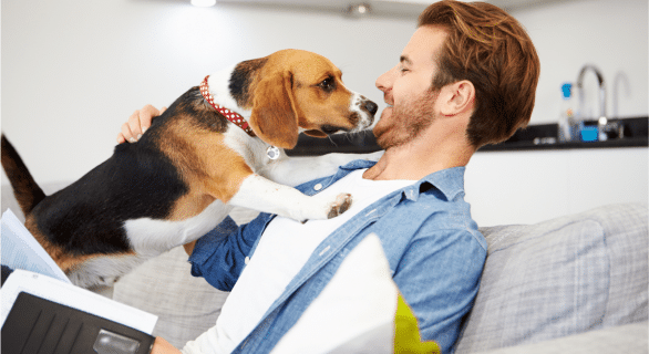 Doit on déclarer son chien à son assurance ?
