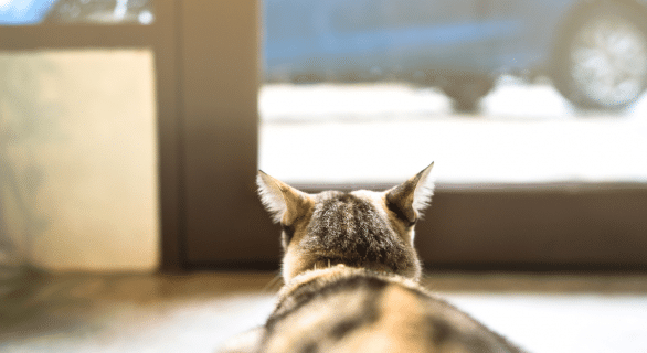 Les meilleures solutions pour faire garder son chat pendant les vacances