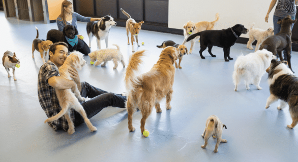 Les meilleures astuces pour faire garder votre chien quand vous partez en vacances