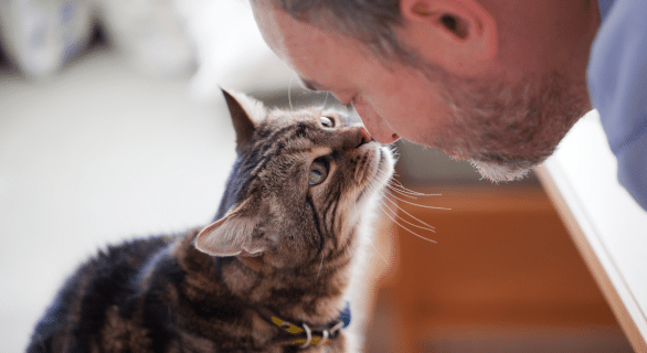 Bien gérer la fin de vie du chat