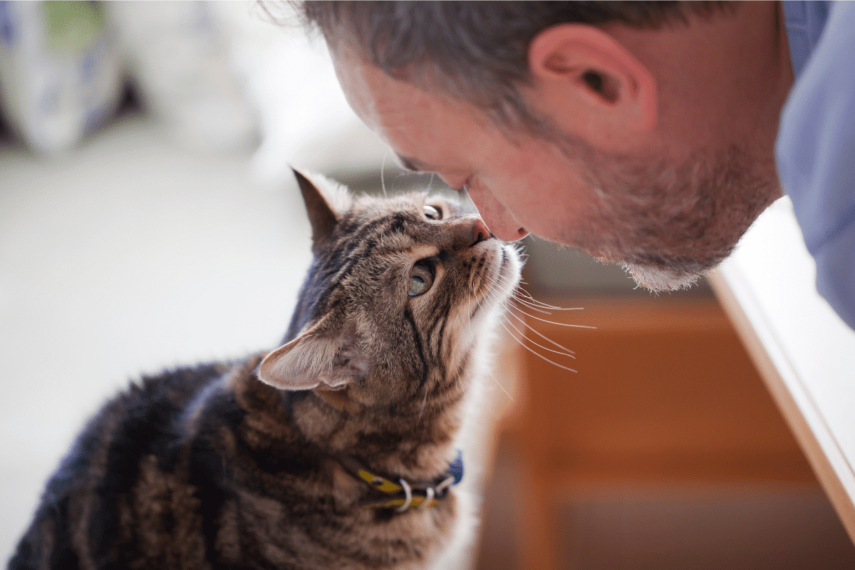 Bien gérer la fin de vie du chat